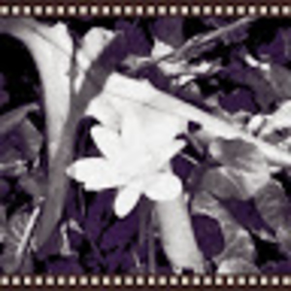 Meet your Posher, Lindsey - Picture 1 of 1